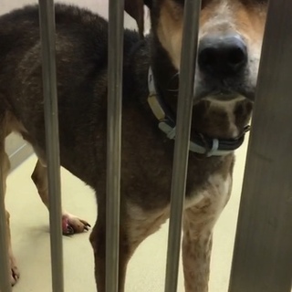 ヨンナナより左脚を怪我した男の子の募集です。