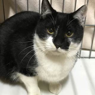 顔に海苔柄がある可愛い男の子です