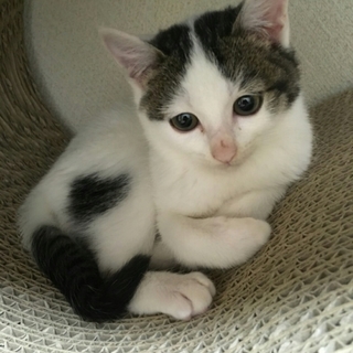 儚げな美少女猫ちゃん