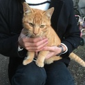 猫の里親募集中