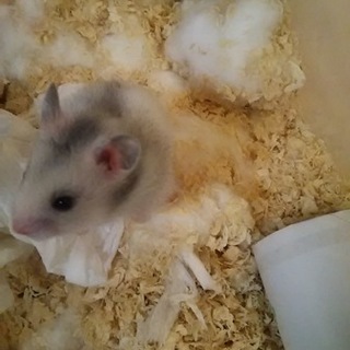 ゴールデンハムスター里親様募集