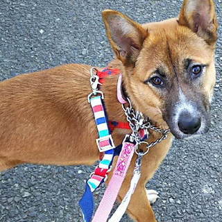 ちよっと困り顔の女の子、はてなだよ、