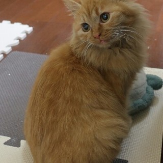 フサフサライム、家族募集中