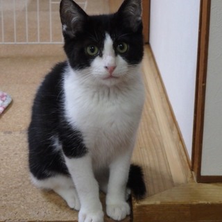 ★ハチワレ　甘えん坊な男の子★