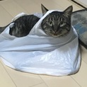 一匹飼い希望
