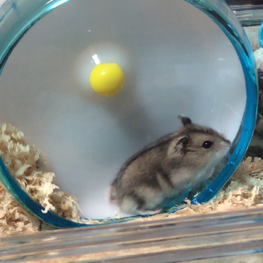 新しいお家にお引越しして貰いました