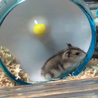新しいお家にお引越しして貰いました