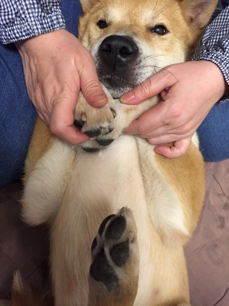 誰にでも優しく攻撃性は皆 東京都 犬の里親募集 ペットのおうち 月間利用者150万人