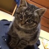 愛くるしい子猫です。(のら猫ちゃん保護中です。) サムネイル2