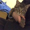 愛くるしい子猫です。(のら猫ちゃん保護中です。) サムネイル3