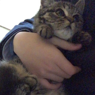 愛くるしい子猫です。(のら猫ちゃん保護中です。)