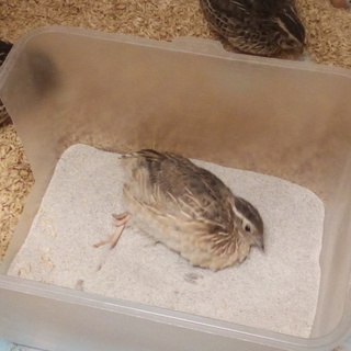 並うずら（日本うずら）の雄　中雛1羽