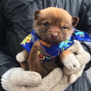 極寒の保健所で固まって頑張っている子犬たち