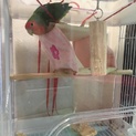 里親さん決定しました☆コザクラインコの女の子