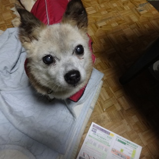 雑種　おばあちゃん　5キロ