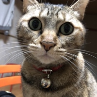 4ちゃん