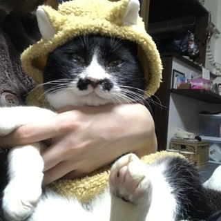 遊ぶよりも抱っこ大好き！トムくん