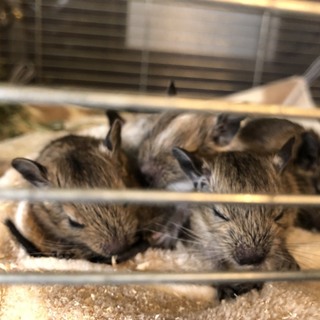 デグーの里親募集