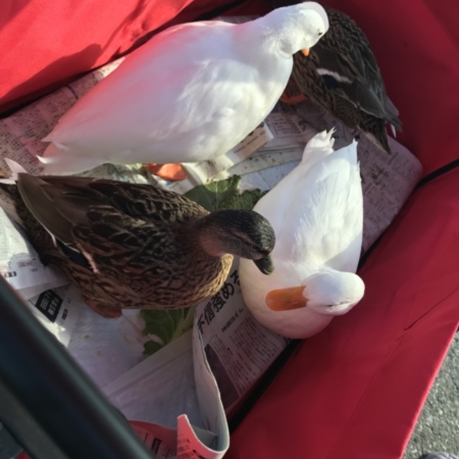arikuma217のカバー写真