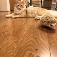 とらじろう