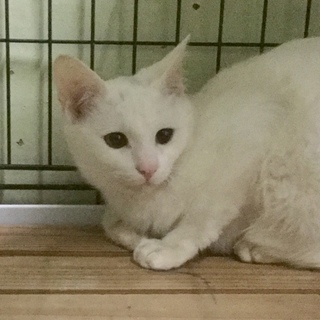 白い子猫メス
