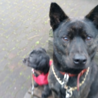 甲斐犬オスとチワプーオスのどちらかの里親さん募集