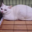 白猫オス