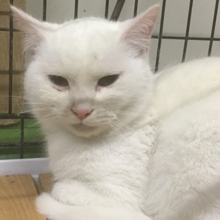 白くてふわふわ男の子