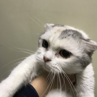 虹の橋を渡りました