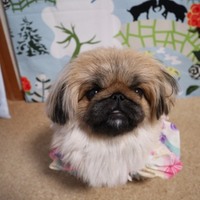 ハニーファーン