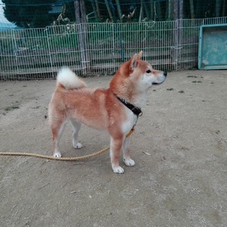 気の小さい柴犬ケン坊