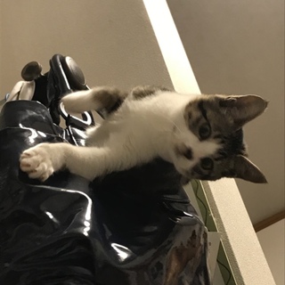 獣医さんもメロメロの甘えん坊