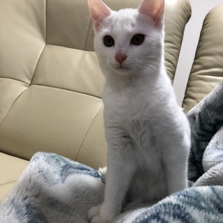 真っ白な可愛い男の子です