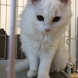 真っ白な可愛い女の子です