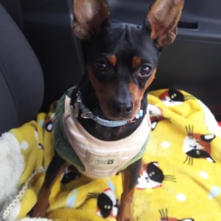 【一旦中止】繁殖屋から保護 ミニピン♀ 6歳