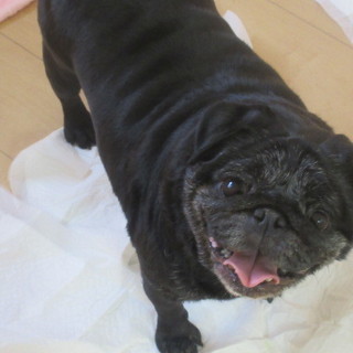 オラフちゃん♀　推定7才