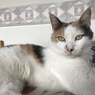 側にそっと寄り添ってくれる大人猫のあやちゃん。