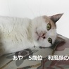 側にそっと寄り添ってくれる大人猫のあやちゃん。 サムネイル3