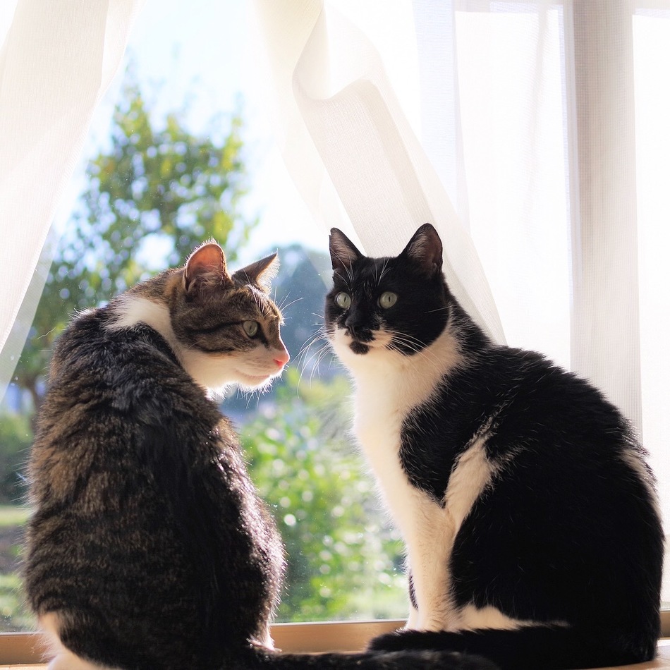 小太郎のカバー写真