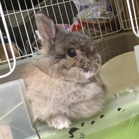 すみ