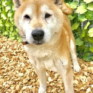 タオル大好きマイペースな柴犬♂トラくん