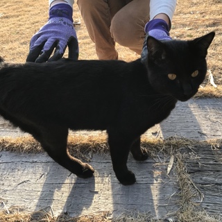 黒猫オス一歳前後保護中です。