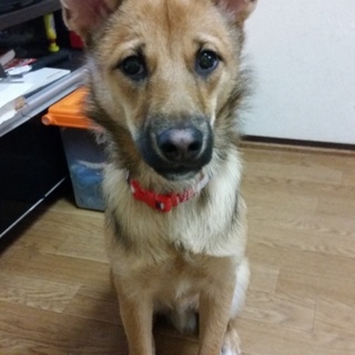 Mix　(仮名)もん