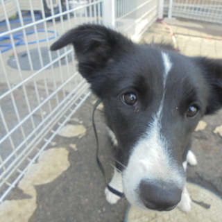 ２歳のボーダーコリー