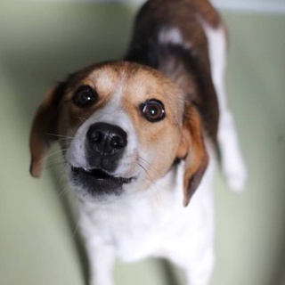 まだ幼いキキちゃん。寒いセンターで頑張っています。