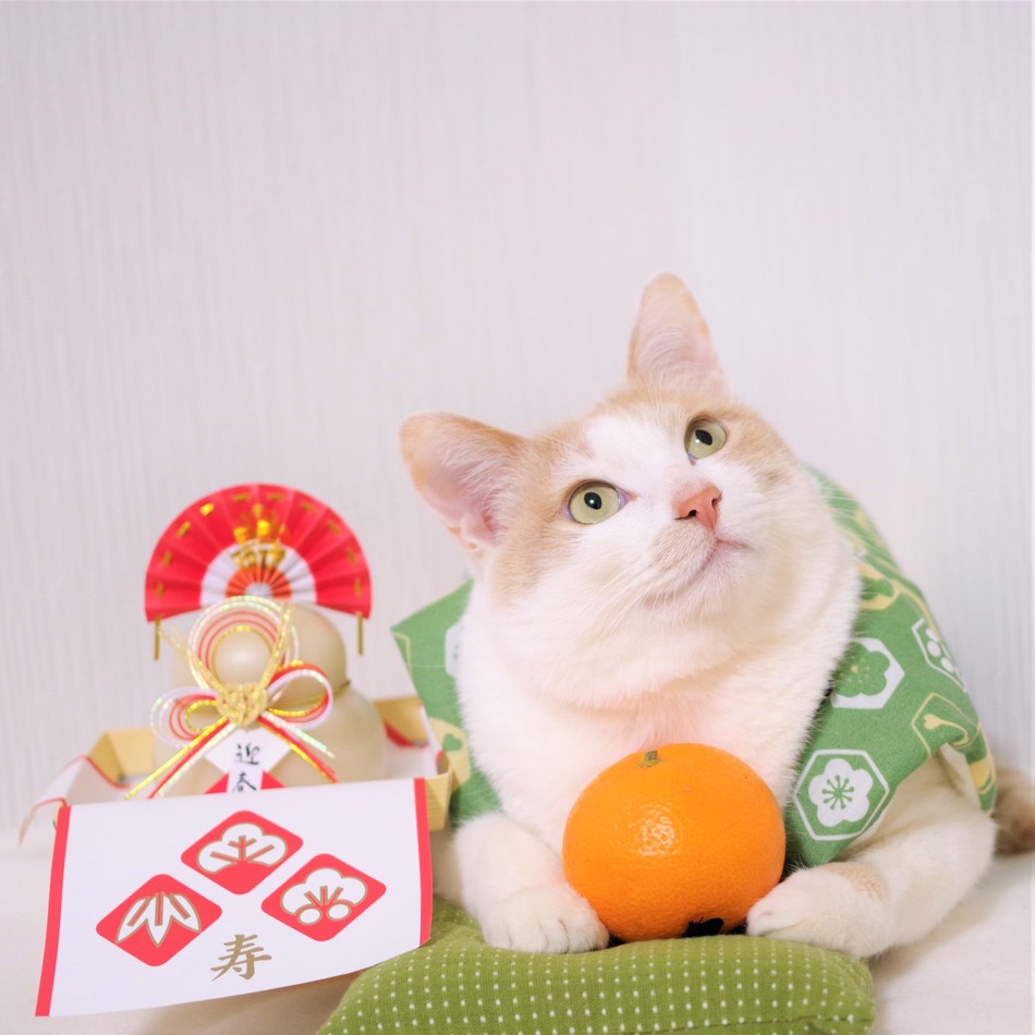 ふーちゃんのカバー写真