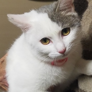 人懐こい女の子