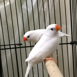 錦華鳥の若鳥です