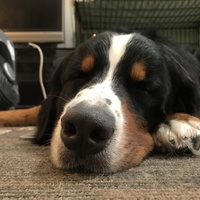 小太郎（こたろう）