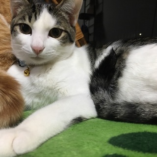 女形のような美猫・雄飛くん